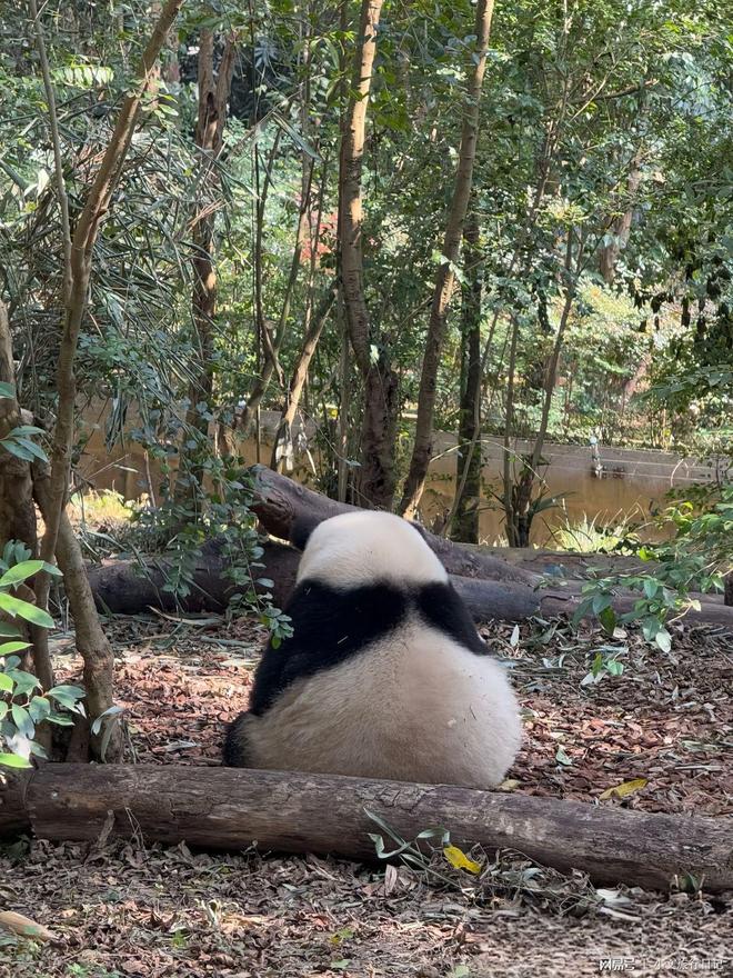 大一小5k真香攻略性价比炸裂！开元棋牌家